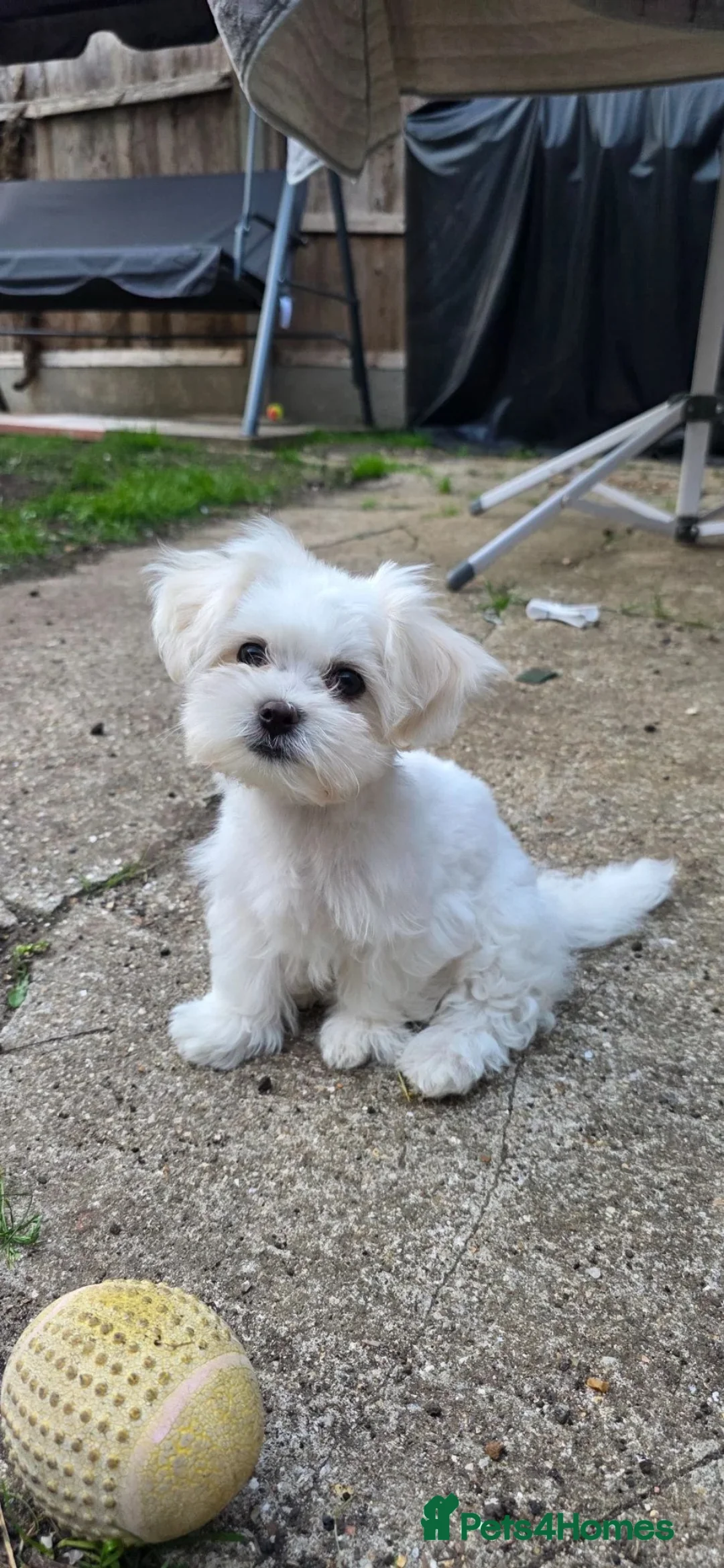 Maltese dogs for sale: Korean Maltese puppies  in London - Advert 1