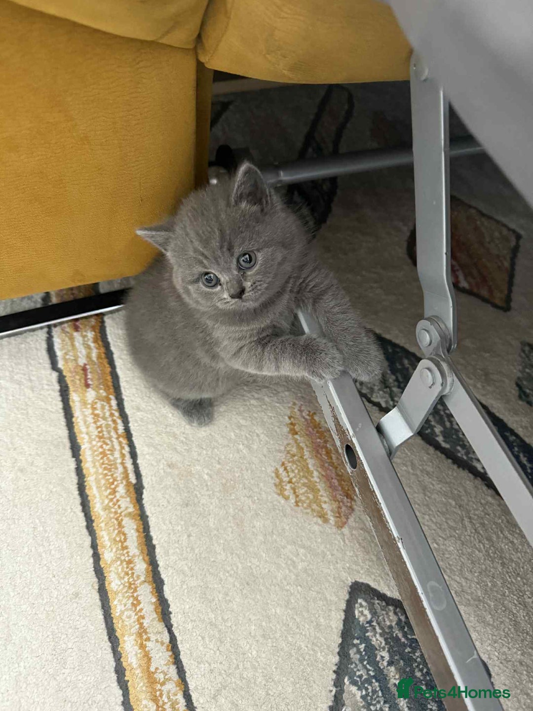 British Shorthair cats for sale: Kittens for sale - Image 4