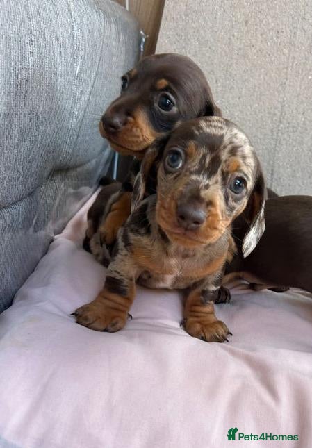 Miniature Dachshund dogs Beautiful Miniature Dachshund Puppies - Advert 9