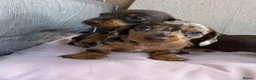 Miniature Dachshund dogs for sale: Beautiful Miniature Dachshund Puppies in Paisley - Advert 1