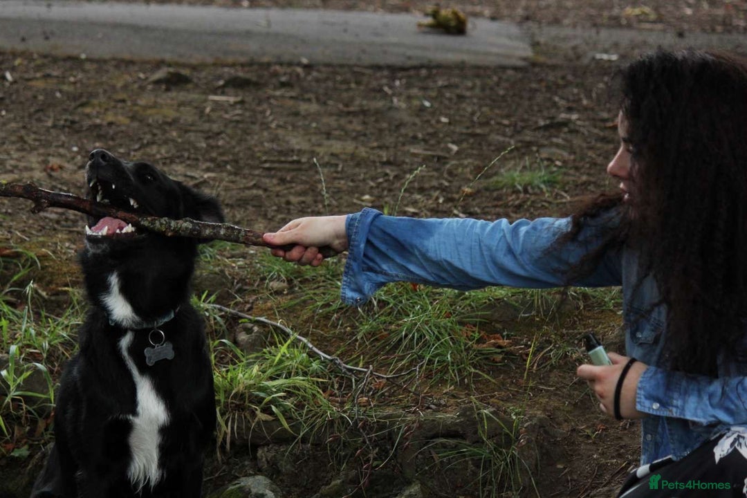 Border Collie dogs for sale: Border collie  - Image 15