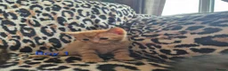 Egyptian Mau cats for sale: 3 beautiful kittens 😸  in Coulsdon - Advert 3