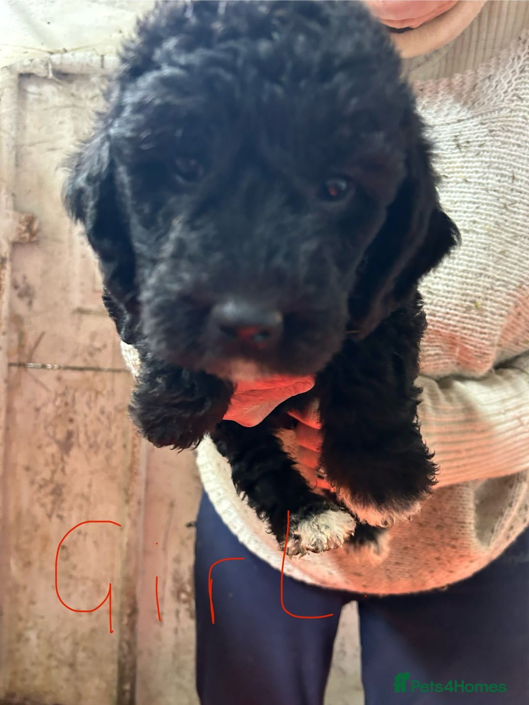 Mixed Breed dogs for sale: Cavapoo Puppies - Advert 30