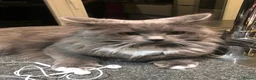 Mixed Breed cats for sale: Rare Silver Smoke Longhair  **  Breed Cross - Advert 8