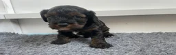 Cockapoo dogs for sale: Stunning American cockapoos in Wisbech - Advert 14