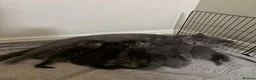 British Shorthair cats for sale: British short hair Mix Breed (please read add!)   - Advert 5