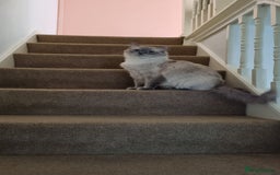 Ragdoll cats for sale: 🐾 Adorable Kittens Ready for Their Forever Homes! - Image 8