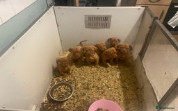 Dogue De Bordeaux dogs for sale: Dogue de Bordeaux puppy’s ready now  - Image 11