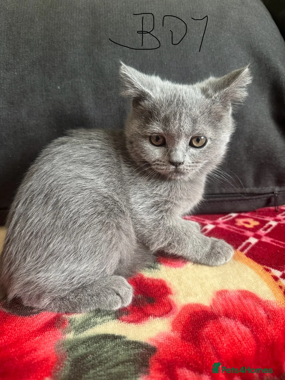 Scottish Fold cats for sale: Scottish straight girl - Advert 2