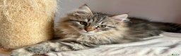 Siberian cats for sale: Champion line kitten😻😽🐈 - Advert 10
