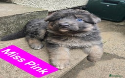 German Shepherd dogs for sale: Ready this Thur 17 July KCReg GSD 1 boy left £1300 in Kingussie - Image 9