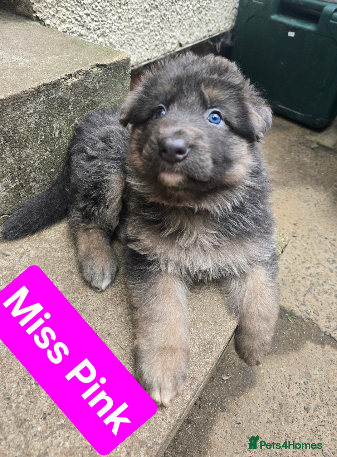 German Shepherd dogs for sale: Ready this Thur 17 July KCReg GSD 1 boy left £1300 in Kingussie - Image 9