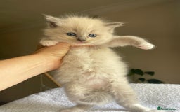 Ragdoll cats for sale: TICA registered pedigree Mink & blue point kittens - Image 22