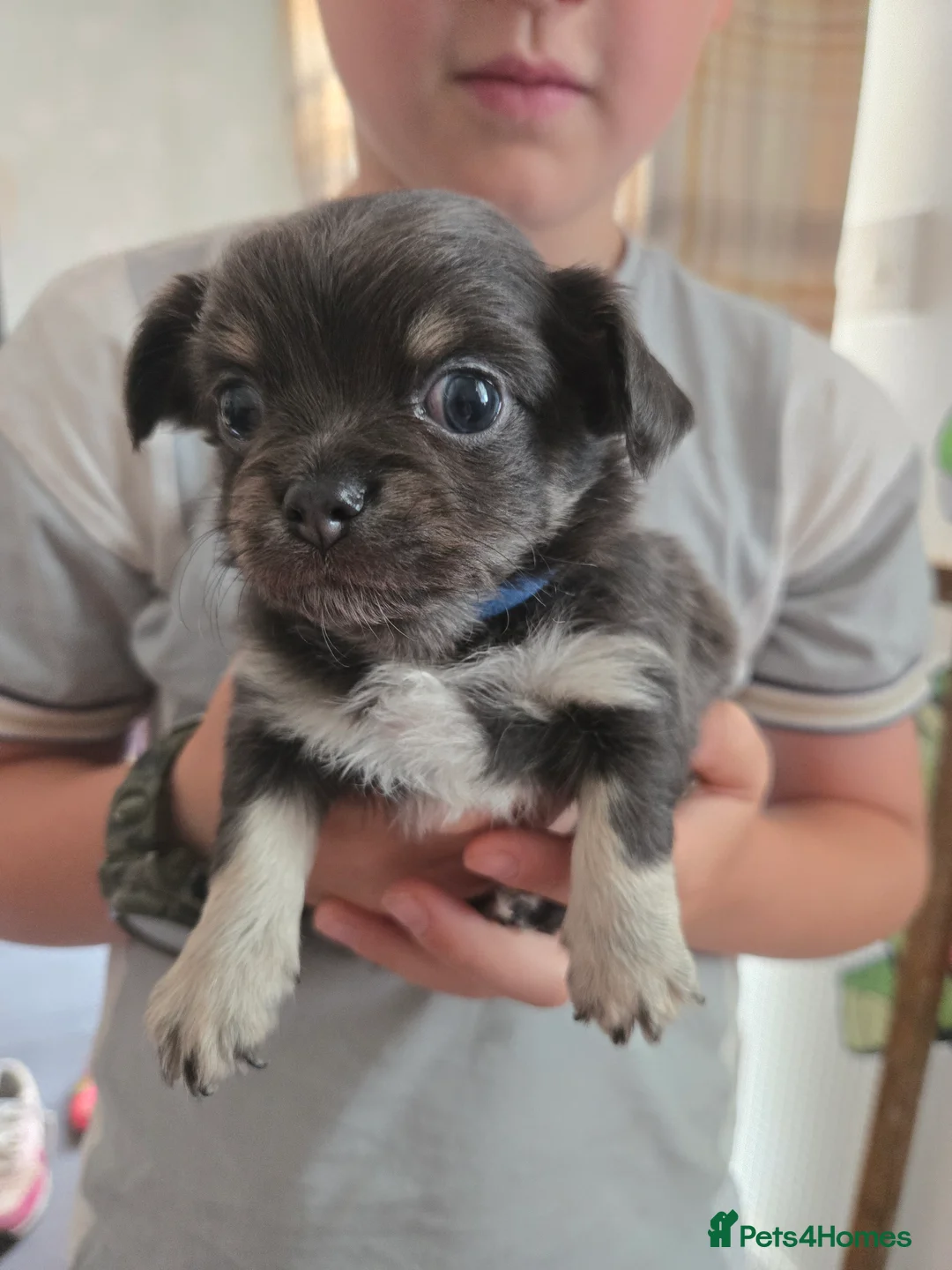 Chihuahua dogs for sale: Absolutely beautiful chihuahua puppies - Advert 2