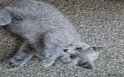 British Shorthair cats for sale: British shorthair  - Image 14