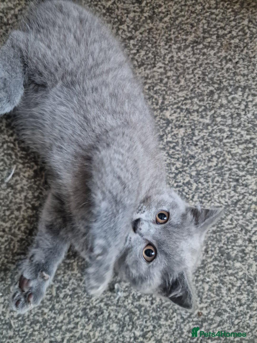 British Shorthair cats for sale: British shorthair  - Image 14