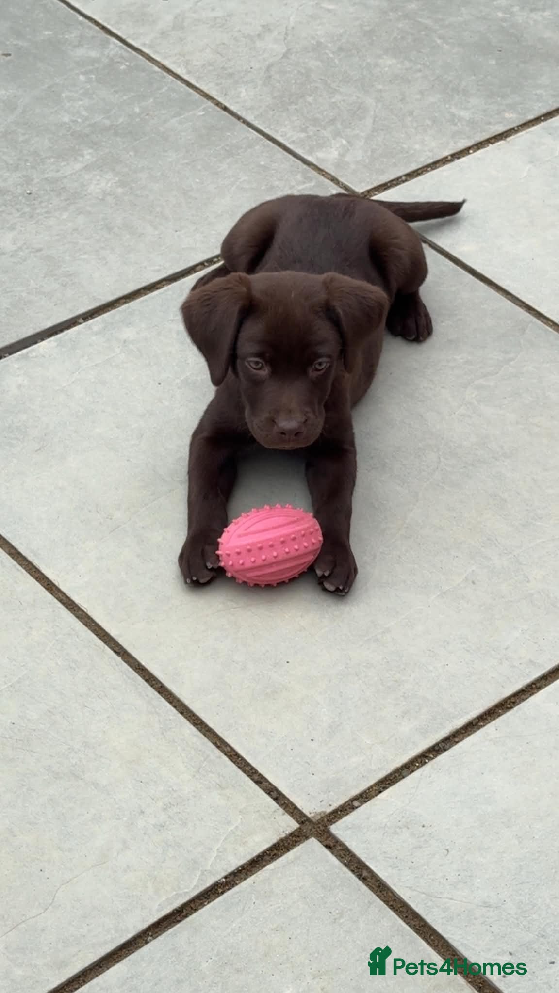 Labrador Retriever dogs Female chocolate KC labrador fully vaccinated - Advert 15