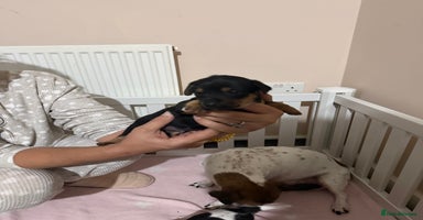 Jack Russell dogs - Advert 4