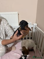 Jack Russell dogs - Advert 4