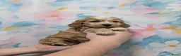 Cockapoo dogs for sale: Adorable Cockapoos  in Macclesfield - Advert 9