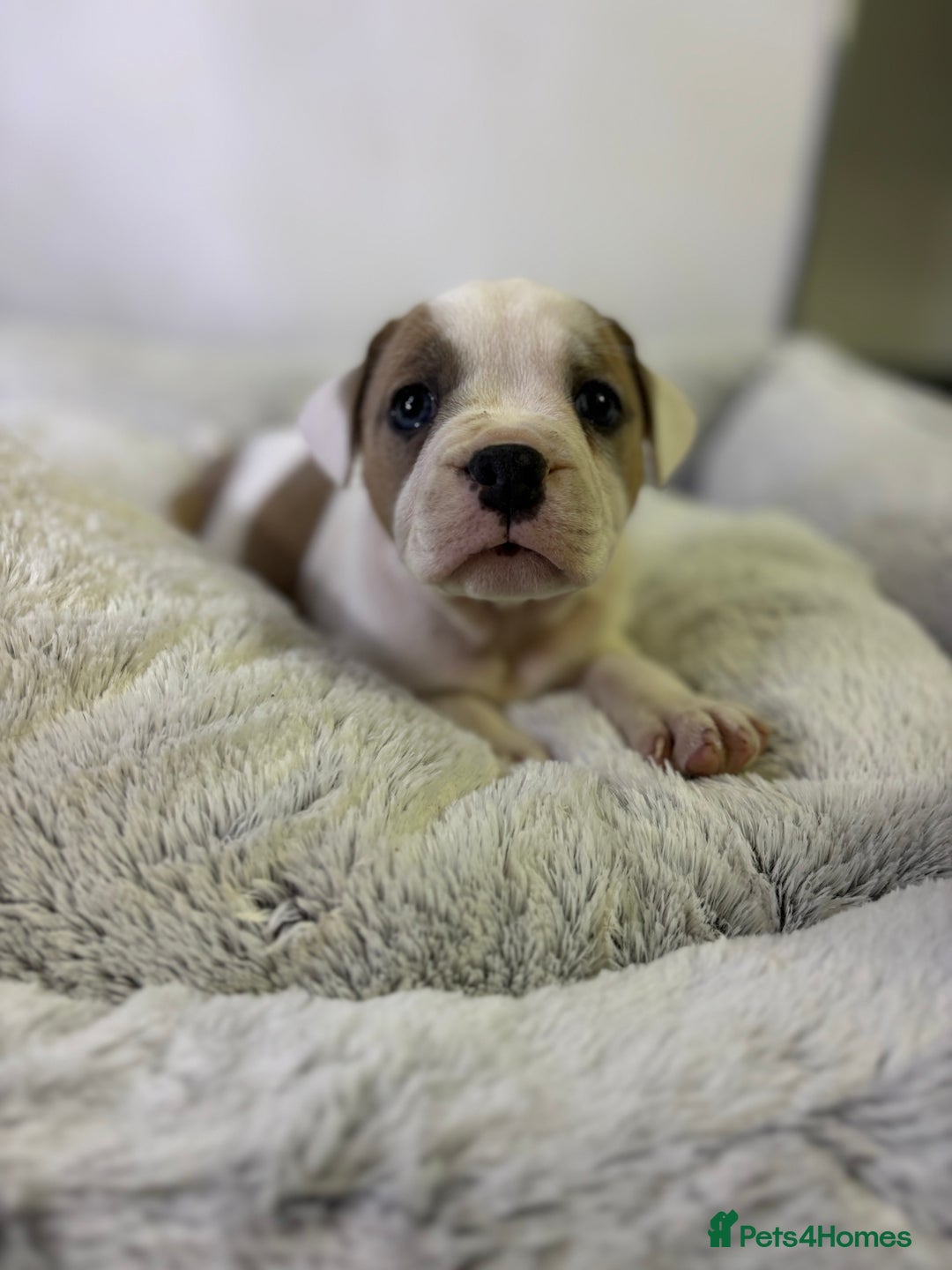 Staffordshire Bull Terrier dogs for sale: Ready now !! - Image 23