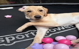 Labrador Retriever dogs for sale: Cream Labrador Retriever Puppy  - Image 7