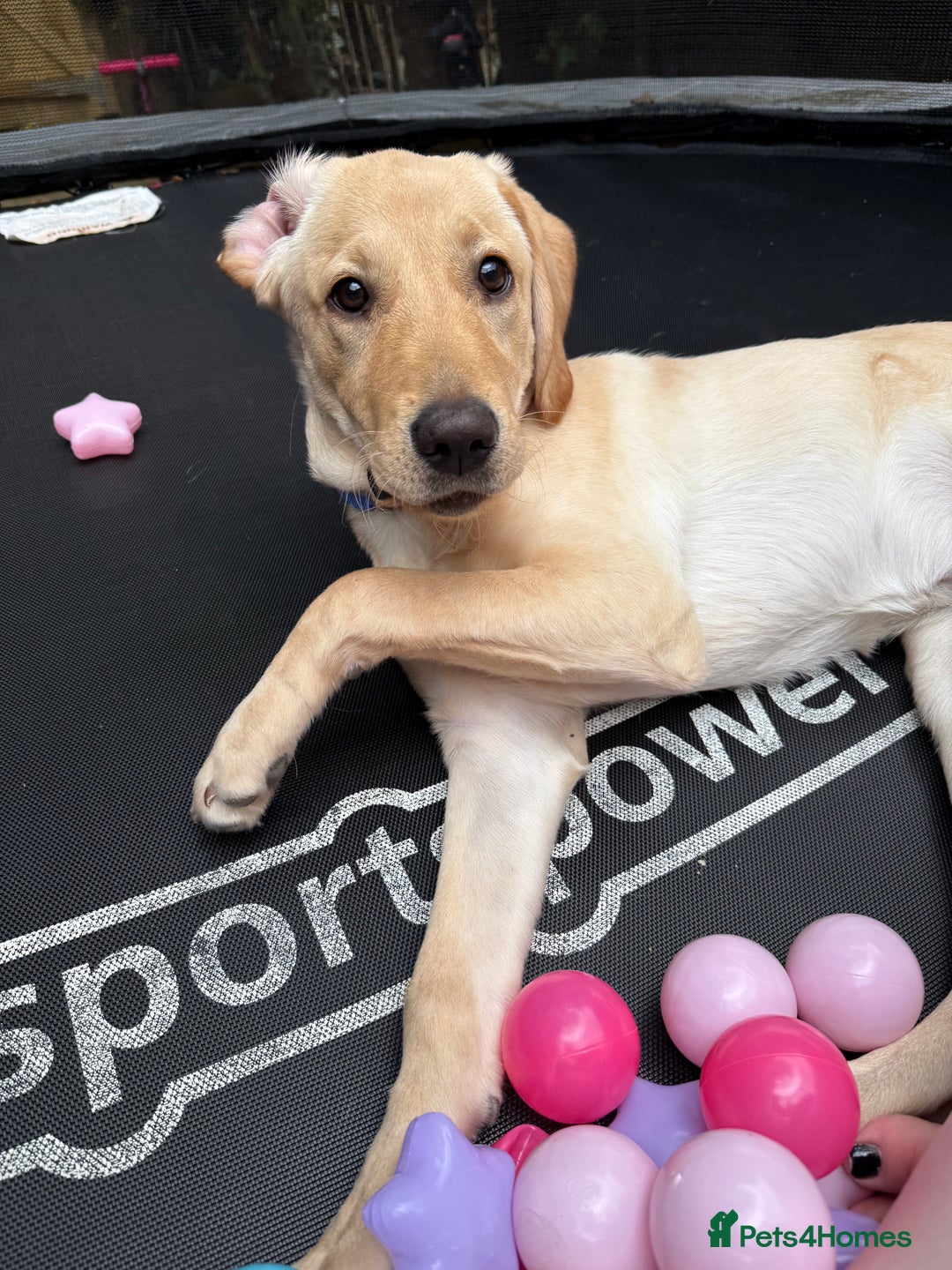 Labrador Retriever dogs for sale: Cream Labrador Retriever Puppy  - Image 7