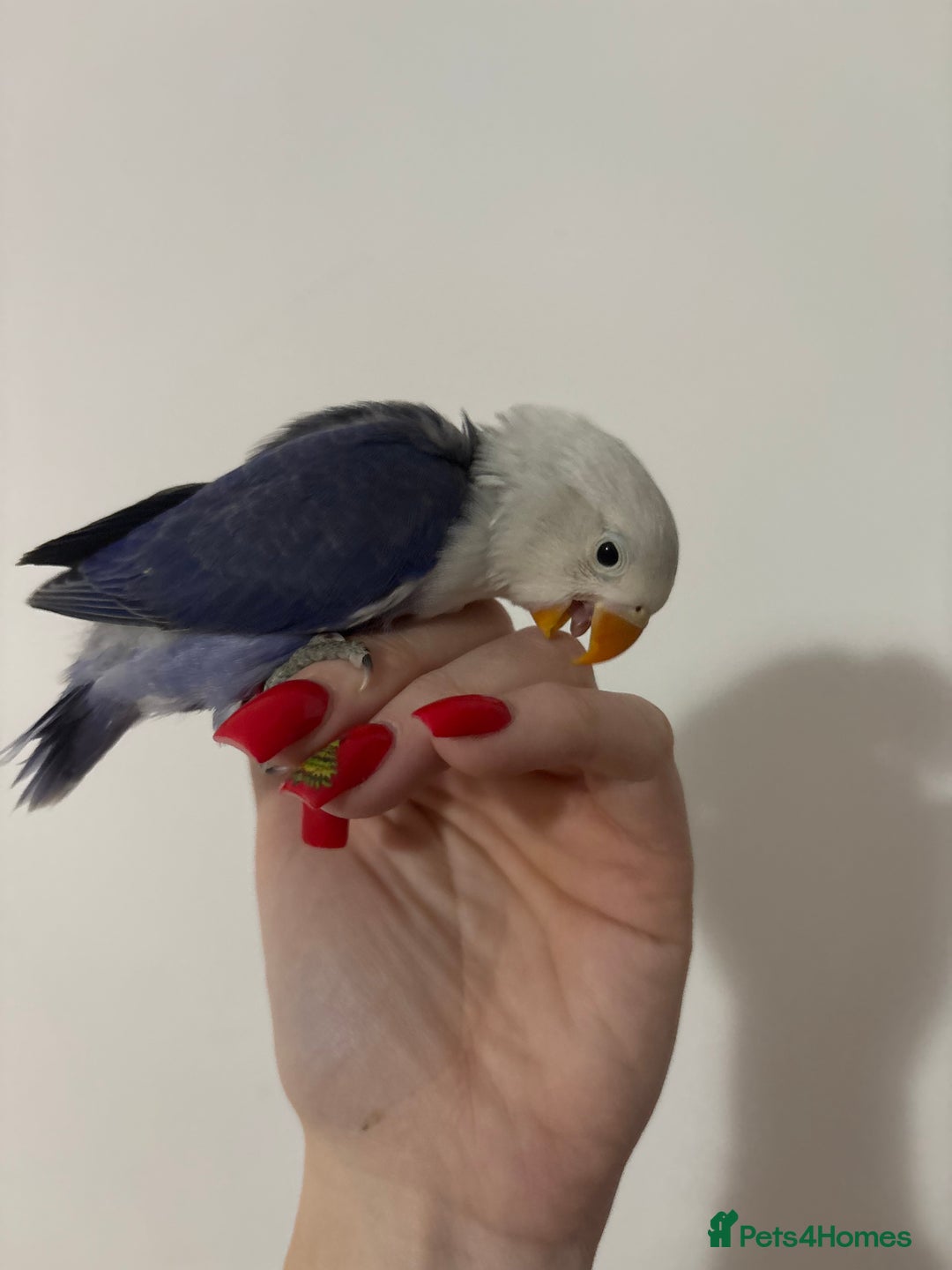 Lovebirds birds for sale: Baby lovebirds  - Advert 2