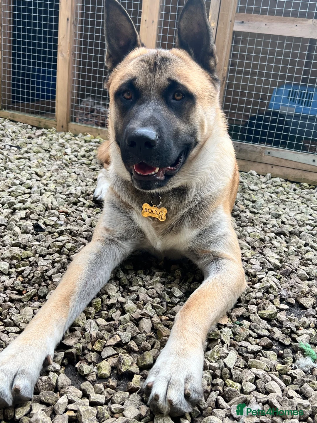 Mixed Breed dogs for sale: 4 year old Akita male, gentle, loving, family dog - Advert 11