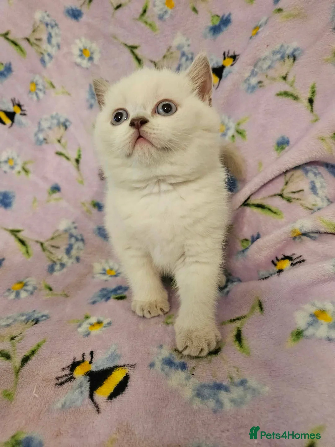 British Shorthair cats for sale: Brittish shorthair kitten  - Advert 1