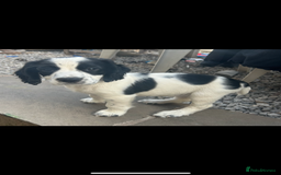 Cocker Spaniel dogs for sale: Excellent pedigree working Cocker Spaniel puppies - Image 2