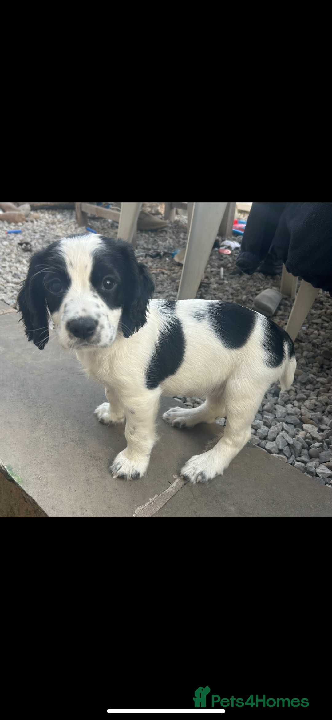 Cocker Spaniel dogs for sale: Excellent pedigree working Cocker Spaniel puppies - Image 2