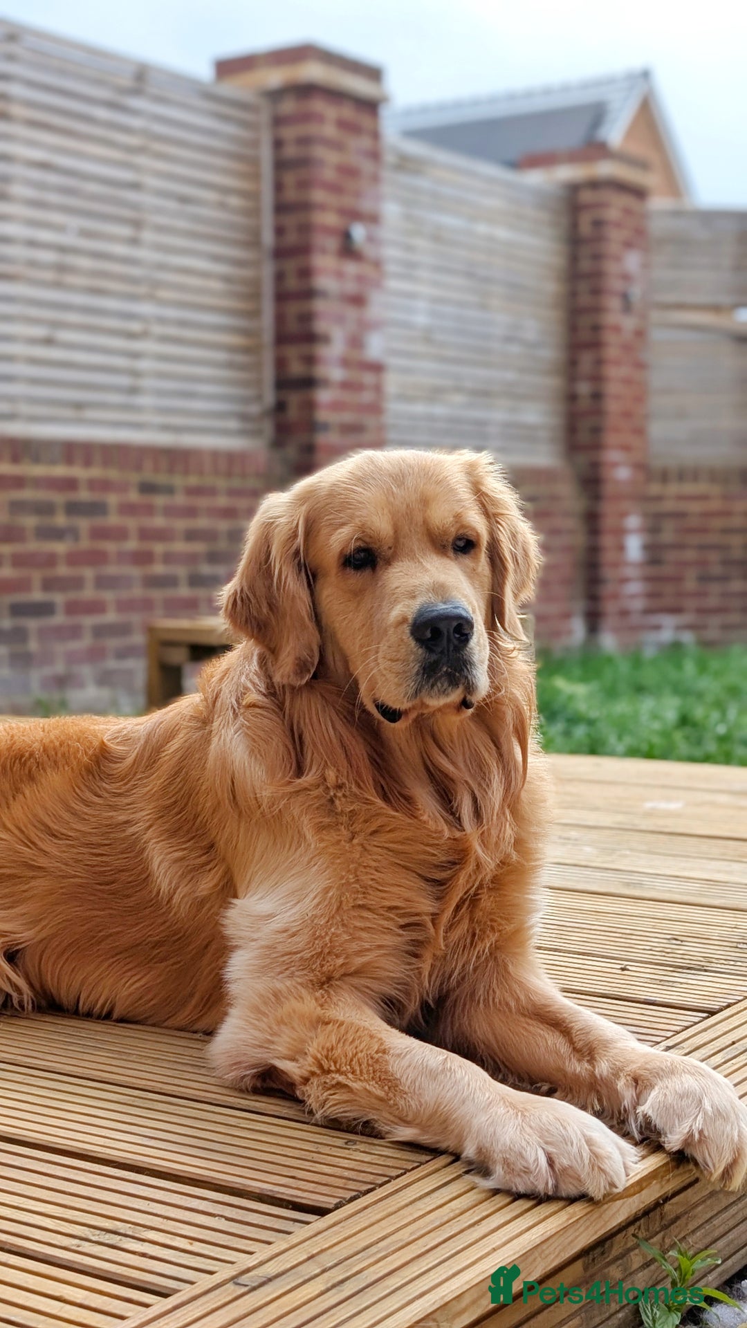 Golden Retriever dogs for stud: KC Registered Golden Retriever Stud in Crawley - Advert 12