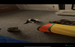 Domestic Shorthair cats for sale: 4 beautiful kittens, £100 each!! - Image 8