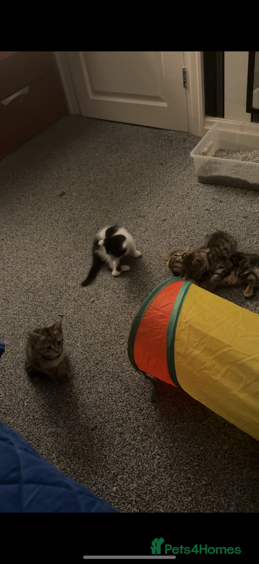 Domestic Shorthair cats for sale: 4 beautiful kittens, £100 each!! - Image 8