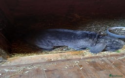 Mini Lop rabbits for sale: Mini plush lops - Image 22