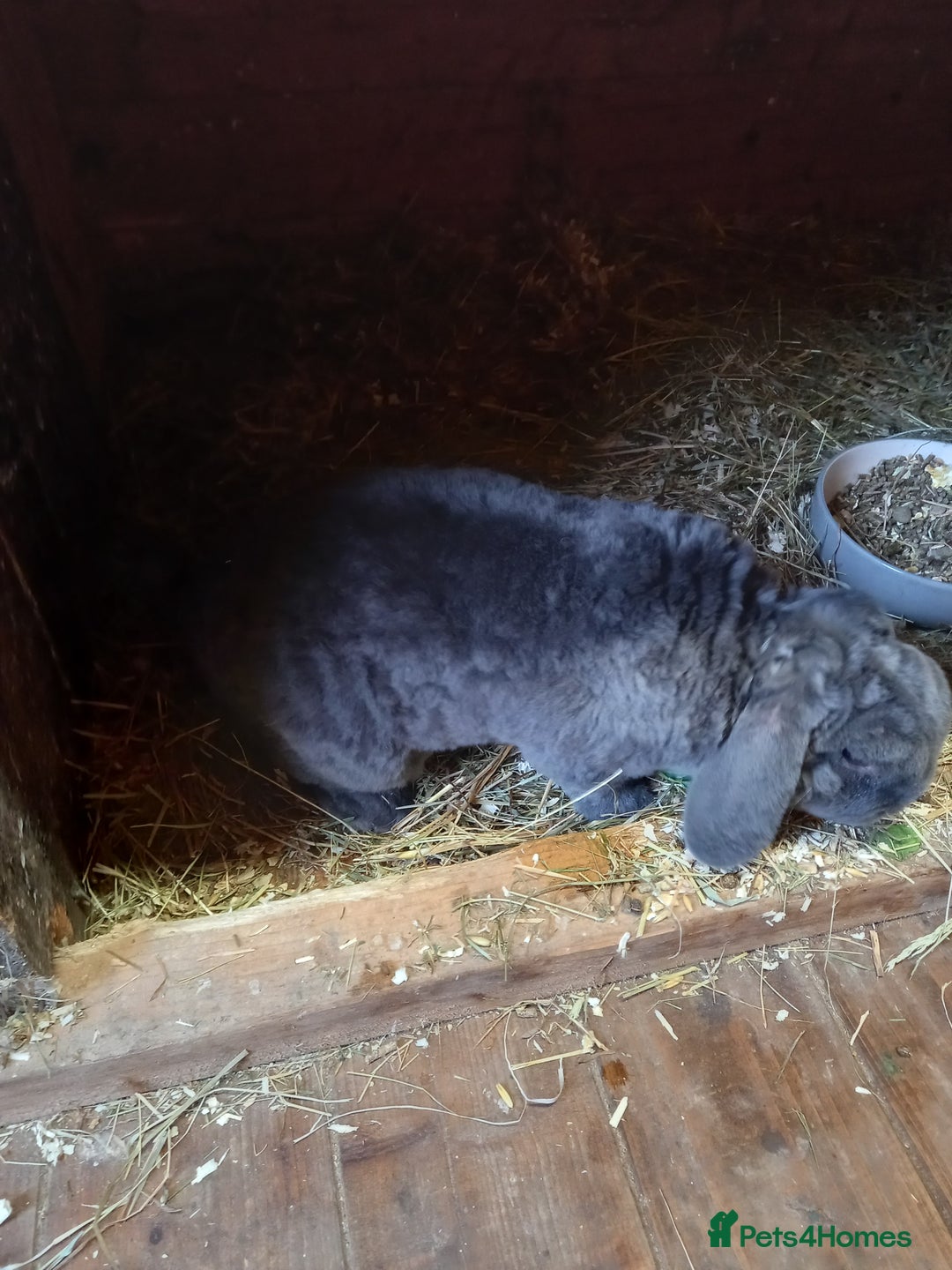 Mini Lop rabbits for sale: Mini plush lops - Image 22