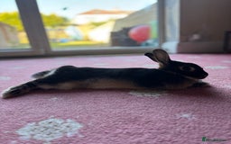 Mixed Breed rabbits for sale: Black/brown rabbit  - Image 6