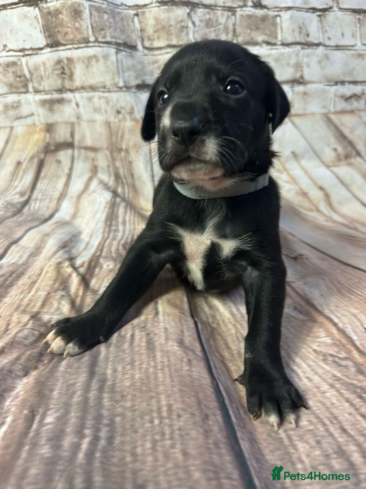 Mixed Breed dogs Hungarian Vizsla x Blue Merle Border Collie - Advert 2