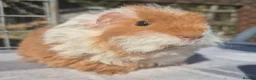 Guinea Pig rodents for sale: 2 x sheltie 1 x texel all boys.  - Advert 9