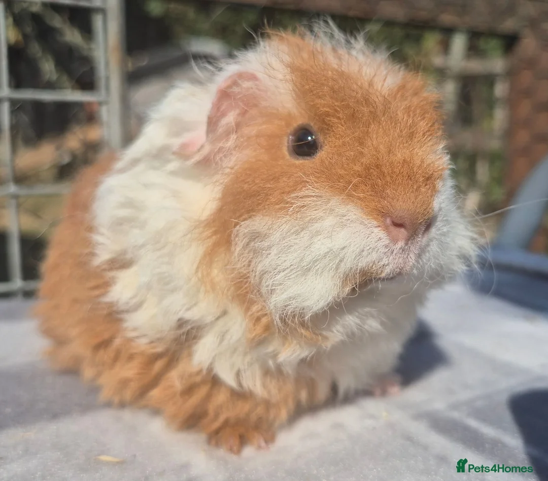 Guinea Pig rodents for sale: 2 x sheltie 1 x texel all boys.  - Advert 9