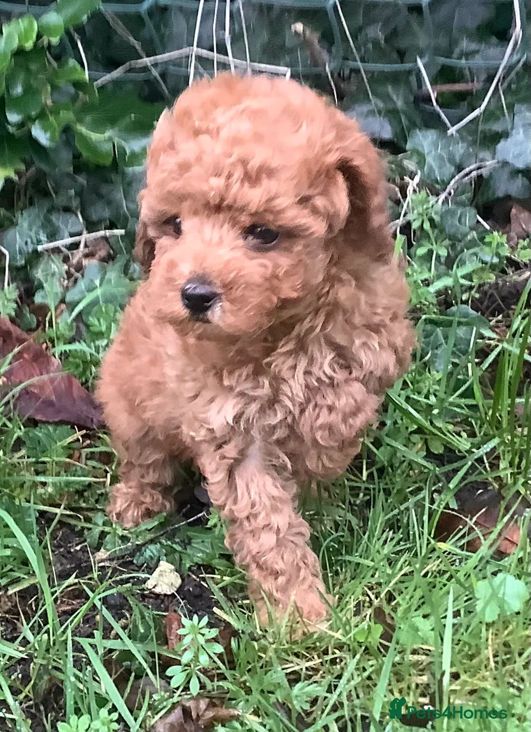 Toy Poodle dogs for sale: Extra Tiny Asian Toy Poodle - Advert 4