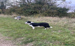 Border Collie dogs for sale: Border collie puppies  - Image 12