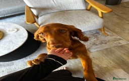 Cocker Spaniel dogs for stud: STUD - Working Cocker Spaniel - Image 18