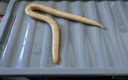 Boa Snake reptiles for sale: Sand boas all need to go  - Image 3