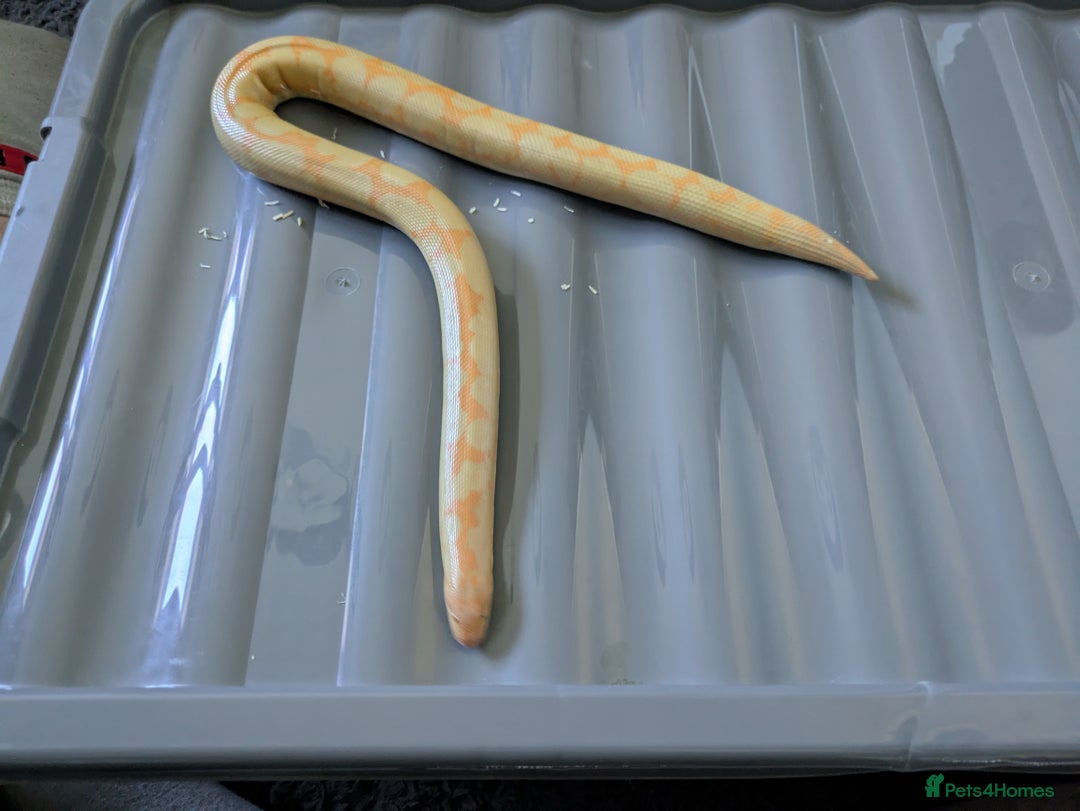 Boa Snake reptiles for sale: Sand boas all need to go  - Image 3