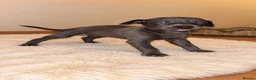 Whippet dogs for sale: beautiful whippets  in Bradford - Advert 7