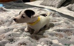 Jack Russell dogs for sale: Jack Russell Puppies for Sale  - Image 14