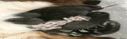 Mixed Breed cats for sale: Ragamese mix kittens Black & Tabby kittens in Haverhill - Advert 1