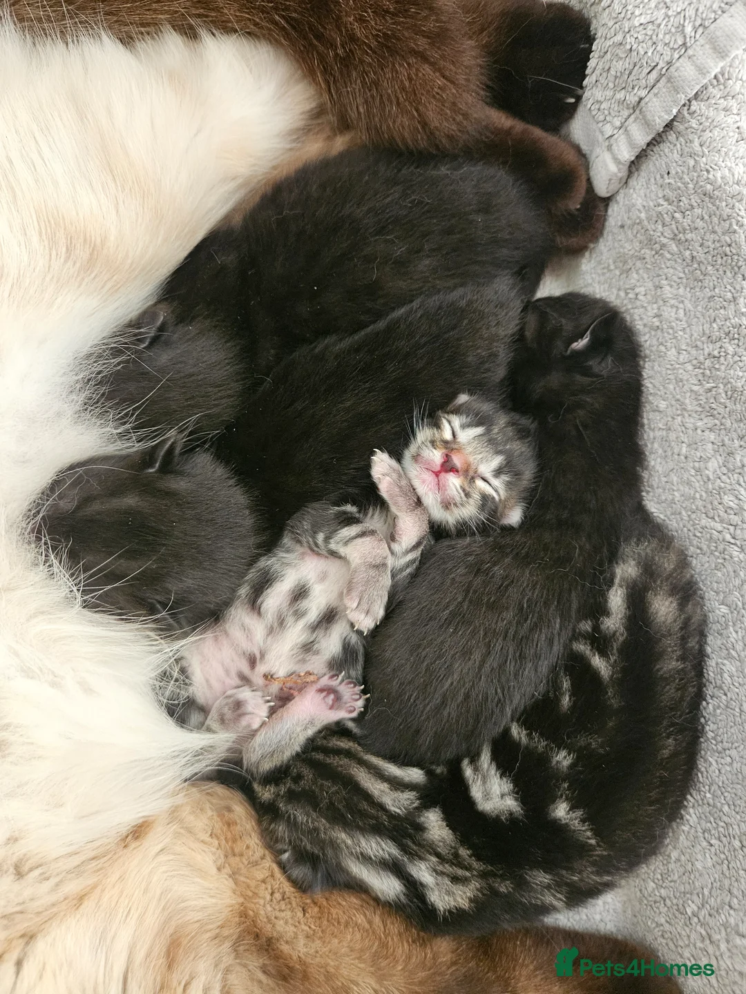 Mixed Breed cats for sale: Ragamese mix kittens Black & Tabby kittens in Haverhill - Advert 1